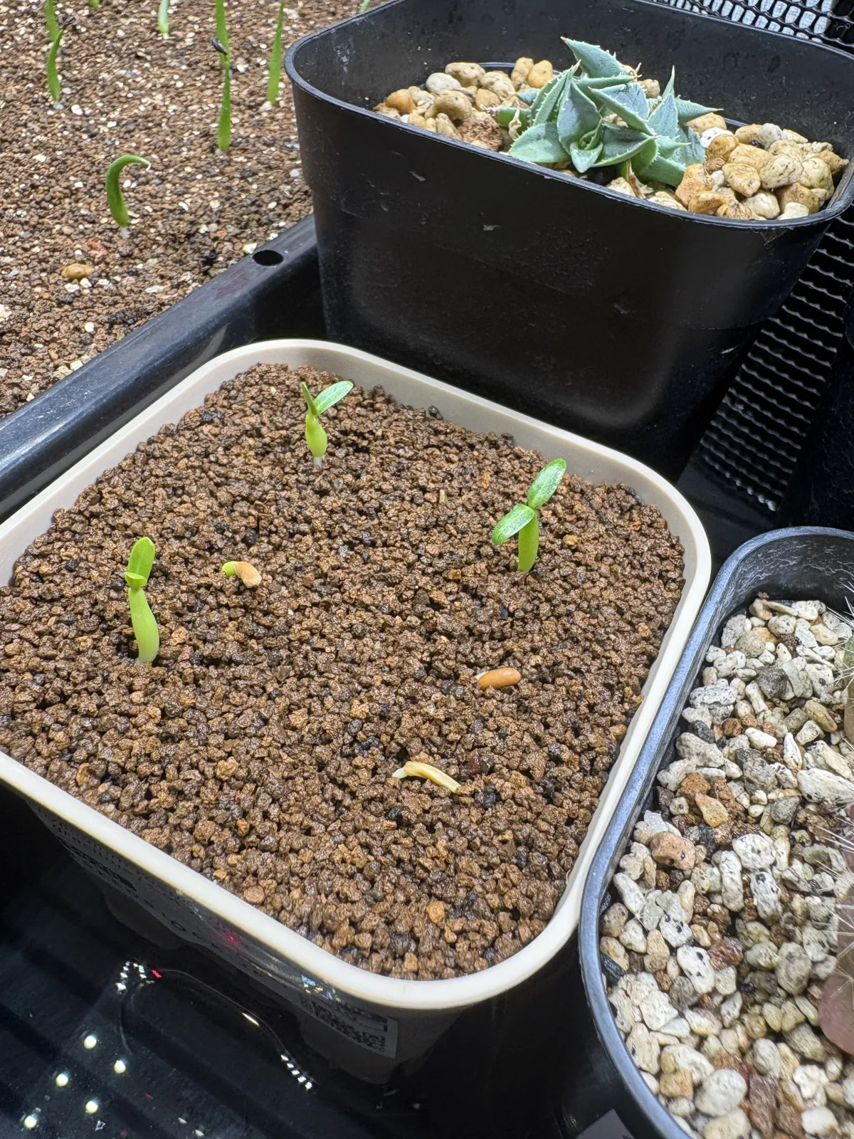 Pachypodium rosulatum var. gracilius (パキポディウム グラキリス)