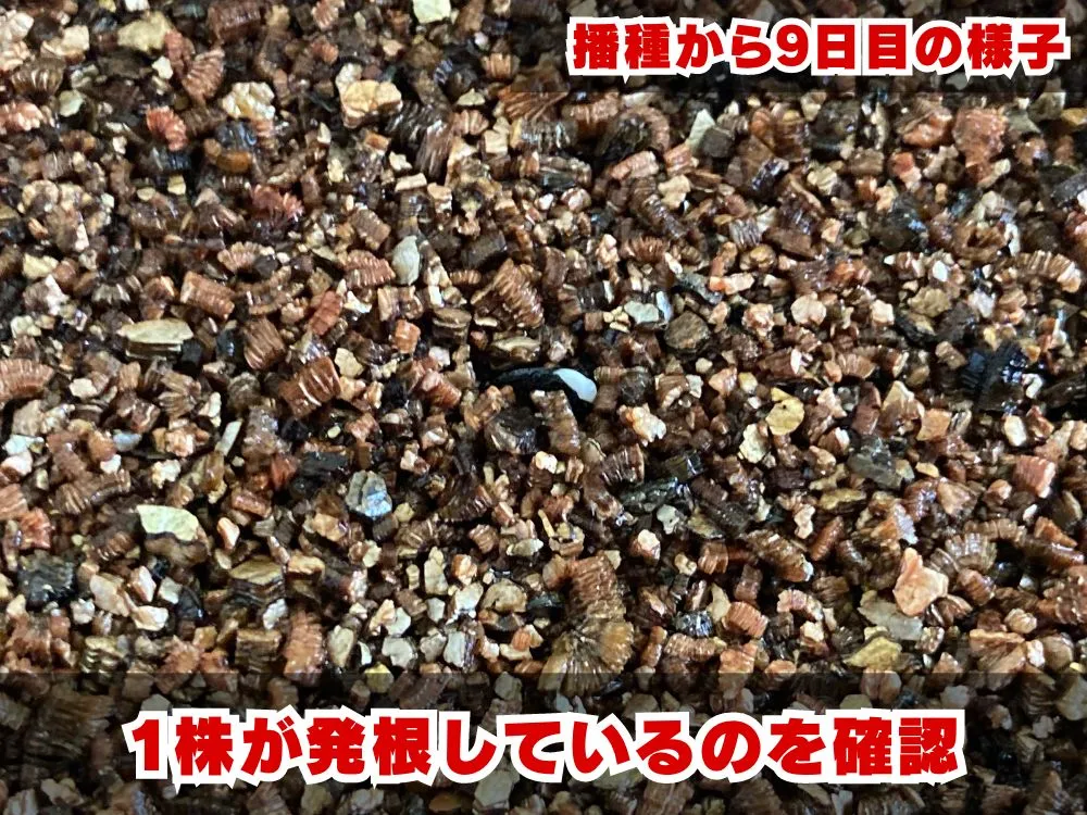 Agave guadalajarana (アガベ グアダラハラナ)