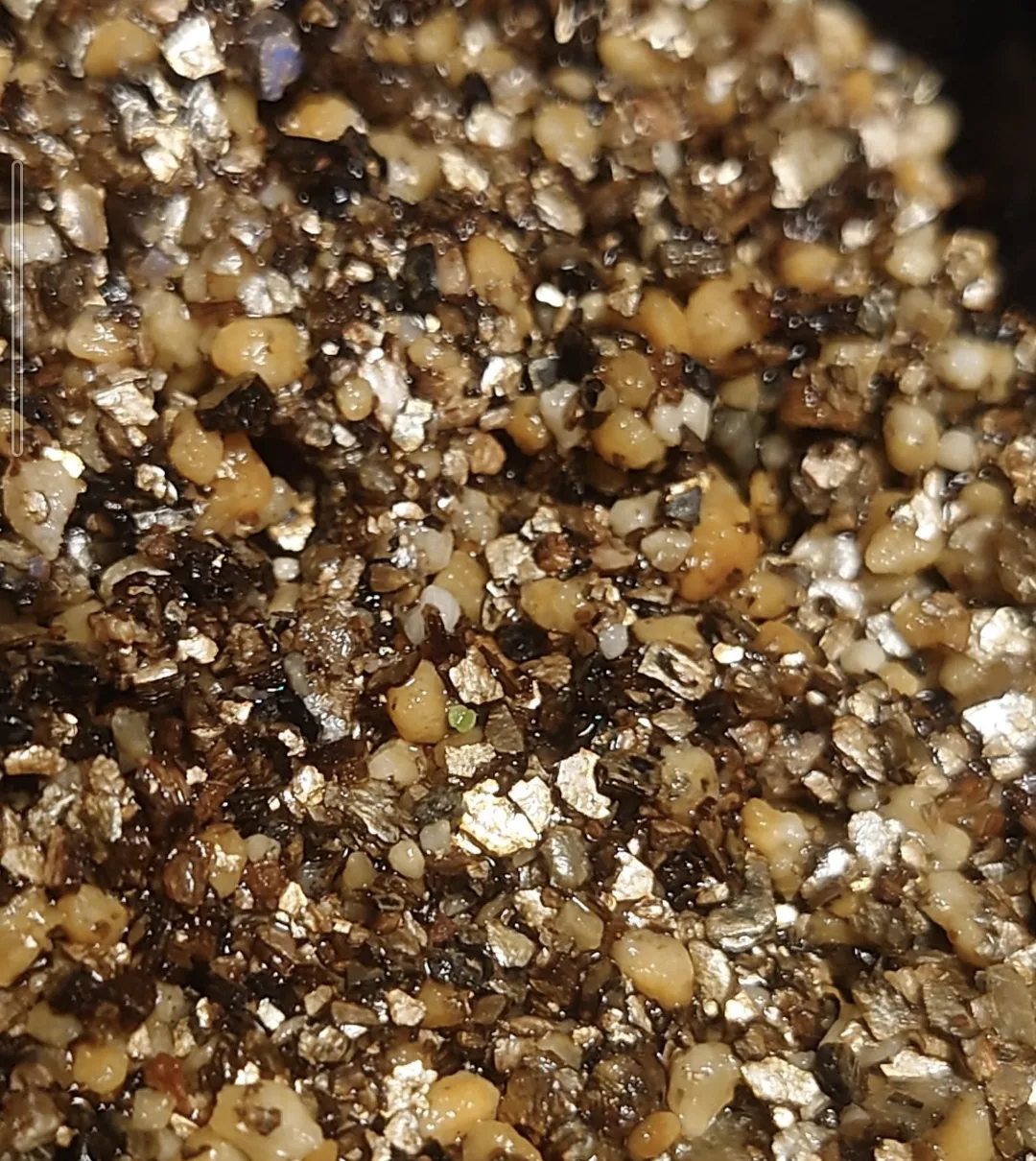 Dudleya brittonii (ダドレヤ ブリトニー)