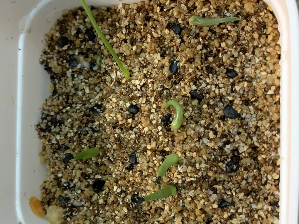 Agave filifera var. compacta (アガベ フィリフェラコンパクタ)