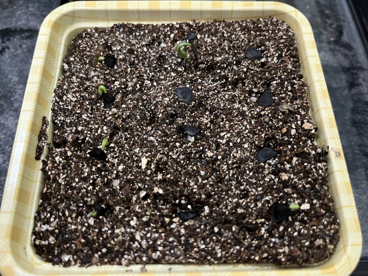 Agave isthmensis (アガベ イシスメンシス)