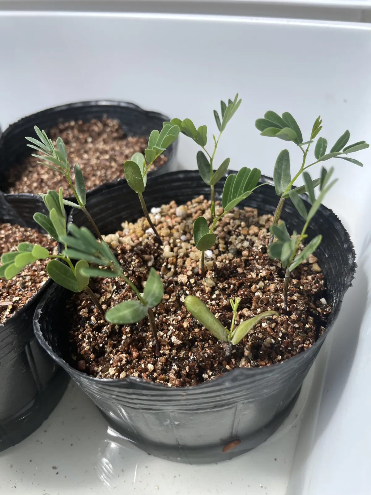 Senna meridionalis (センナ メリディオナリス)