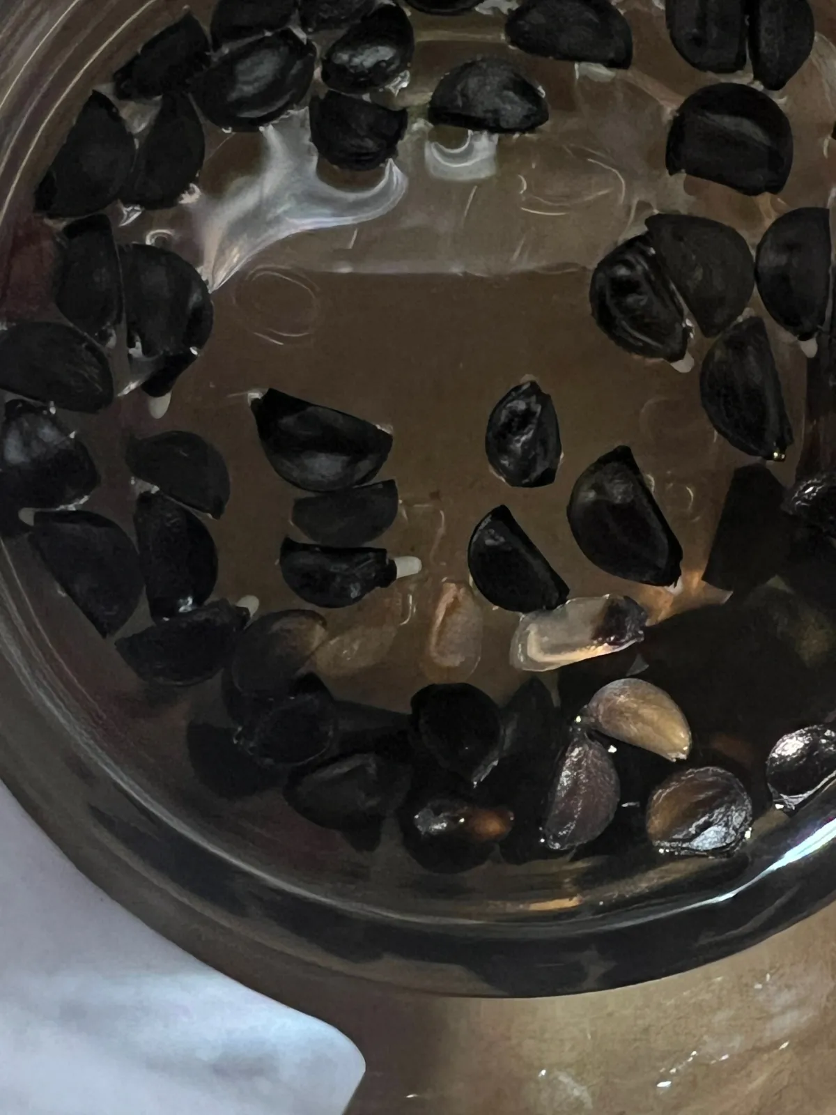 Agave geminiflora (アガベ ジェミニフローラ)