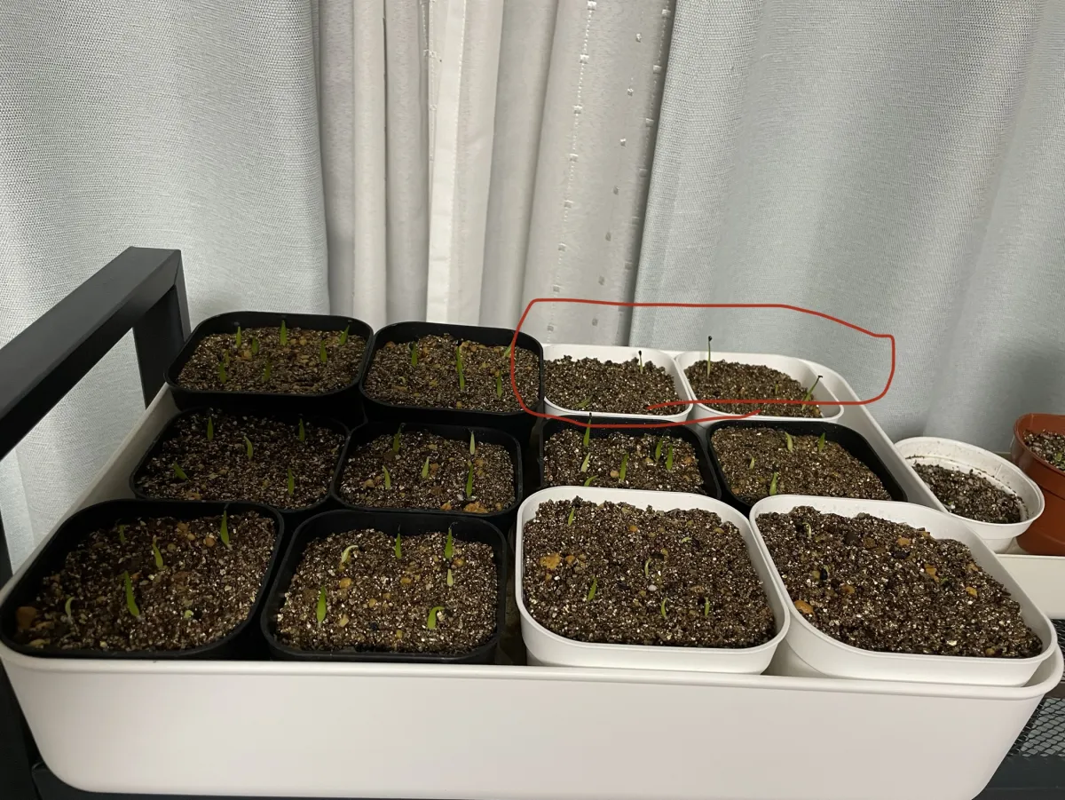 Agave schidigera (アガベ シジゲラ)