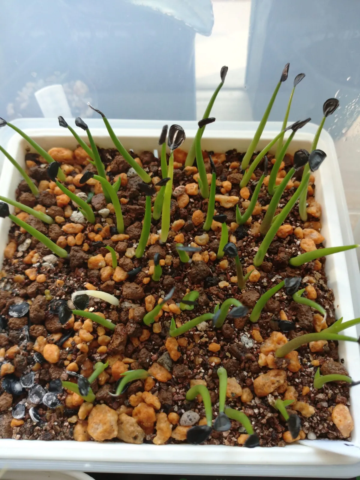 Agave parryi var. truncata (アガベ パリー トランカータ)