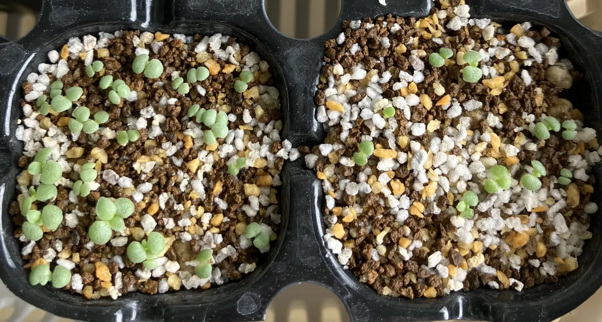 Echeveria cante White Cloud Echeveria (エケベリア カンテ)