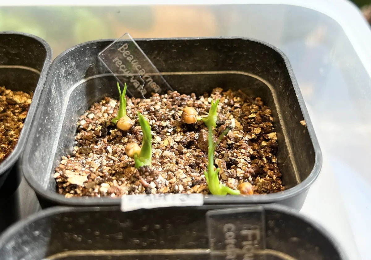 Beaucarnea recurvata (ボーカルネア レクルバータ)