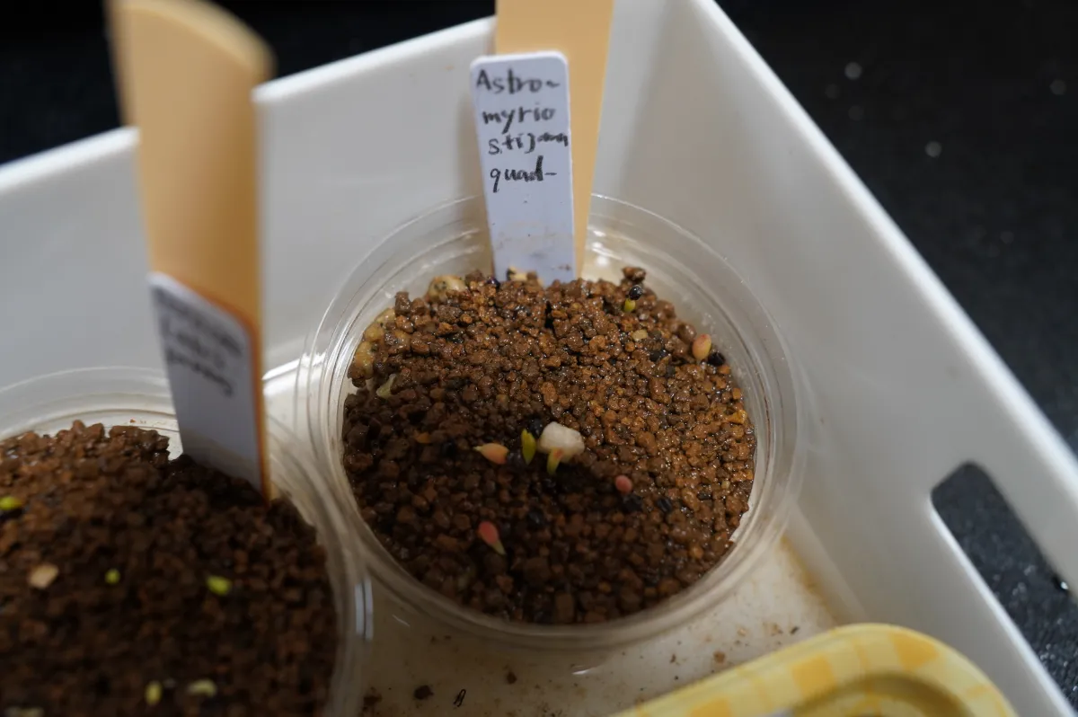 Astrophytum myriostigma 'Shikaku-Ranpo-Gyoku' (アストロフィツム 四角鸞鳳玉)