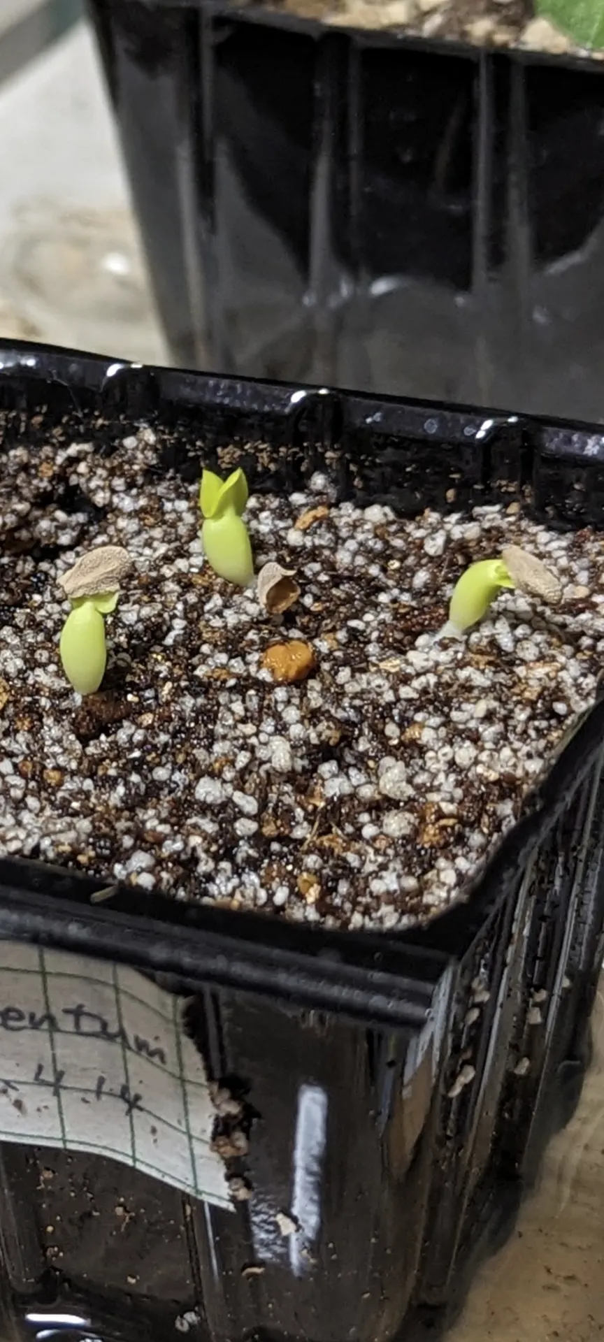 Pachypodium succulentum (パキポディウム サキュレンタム 天馬空)