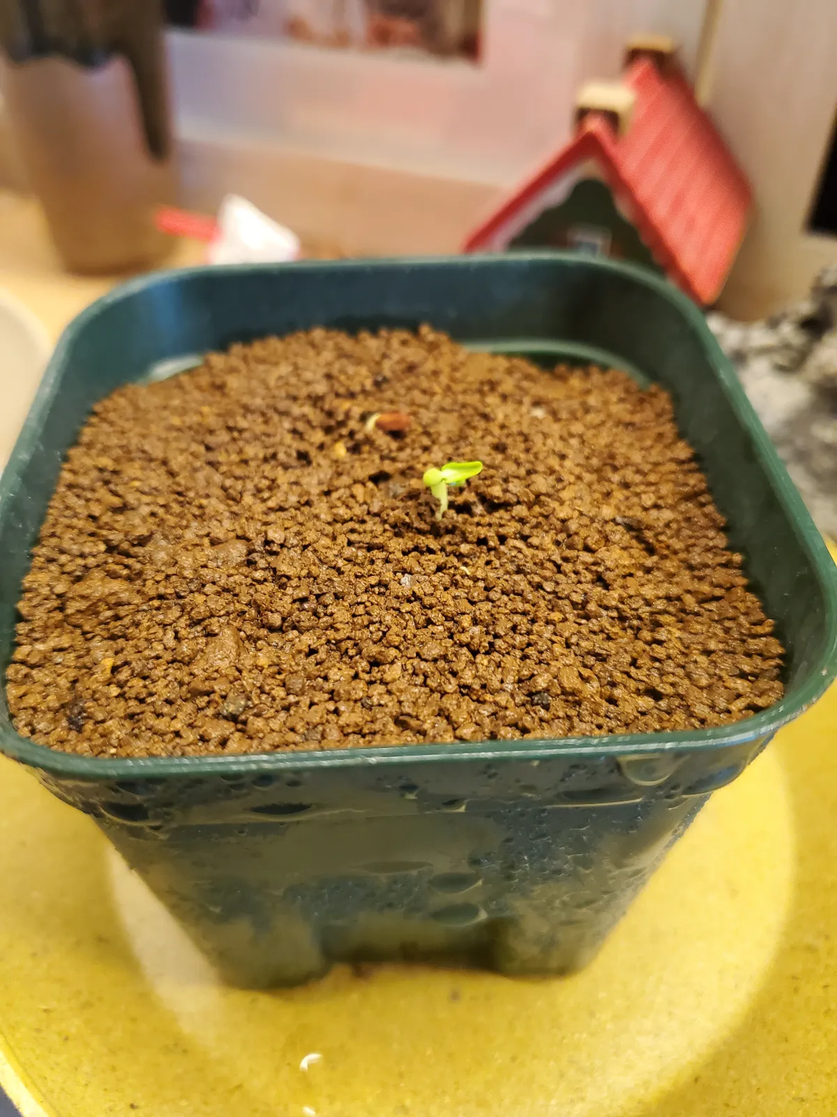 Pachypodium rosulatum var. gracilius (パキポディウム グラキリス)