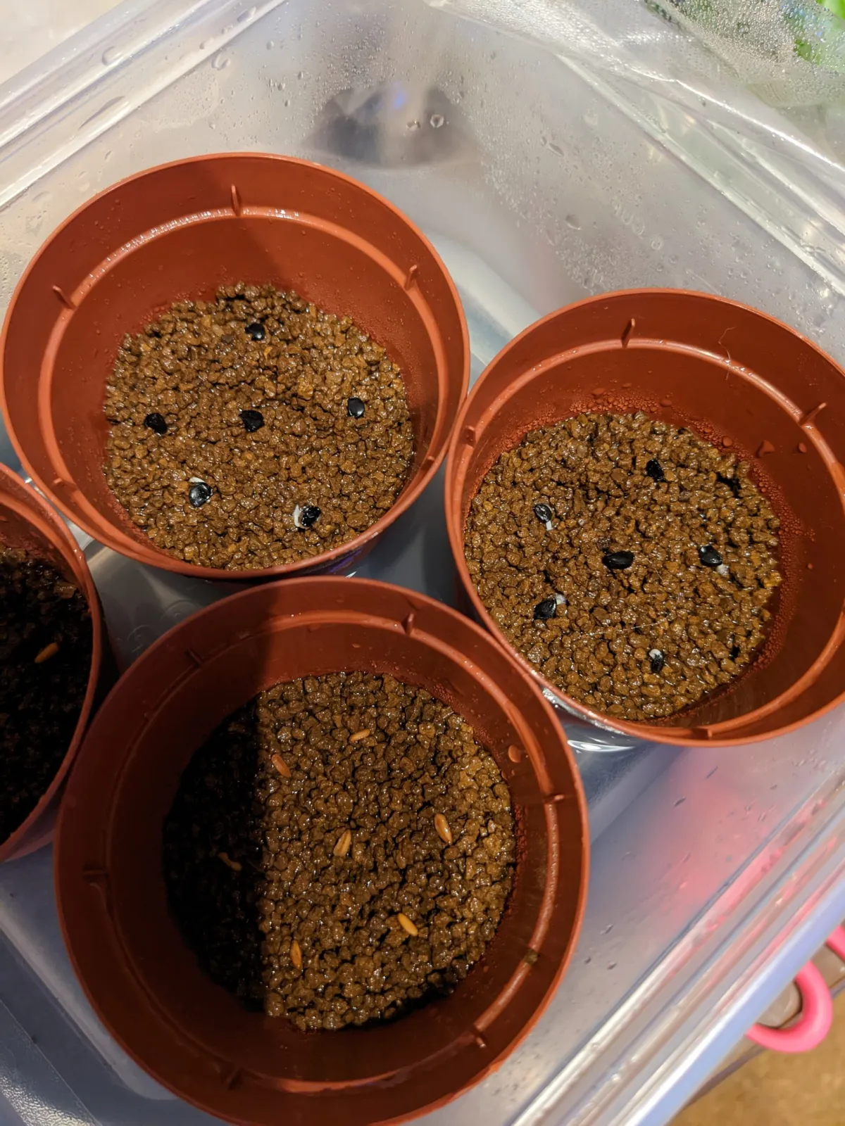 Agave nickelsiae (アガベ ニッケルシー)