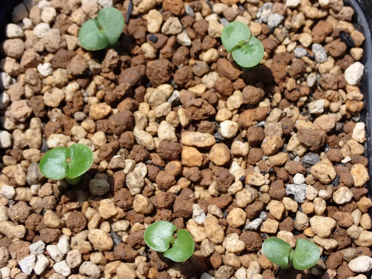 Fockea edulis (フォッケア 火星人)