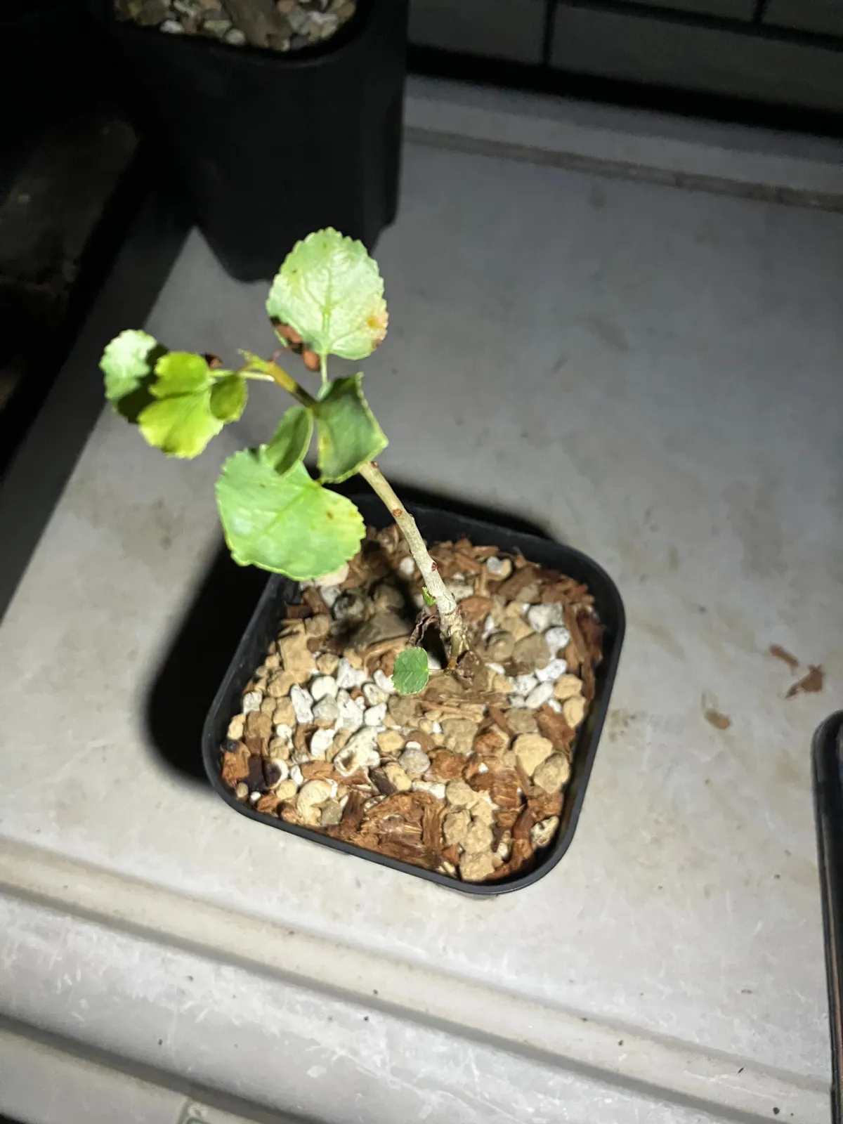 Commiphora gracilifrondosa (コミフォラ グラシリフロンドーサ)