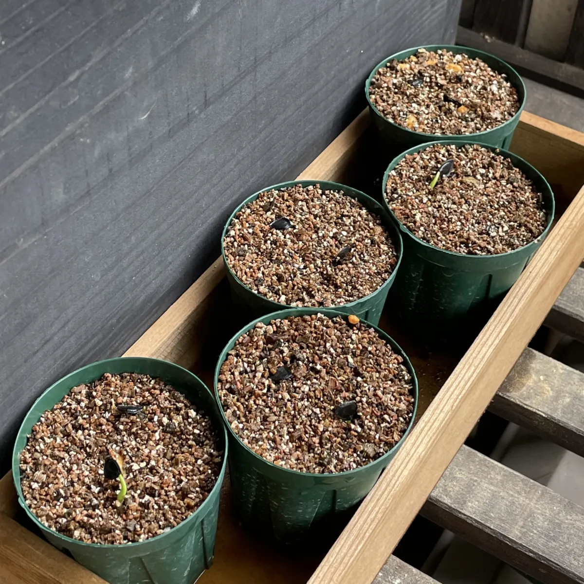 Agave applanata (アガベ アプラナータ 孫悟空)