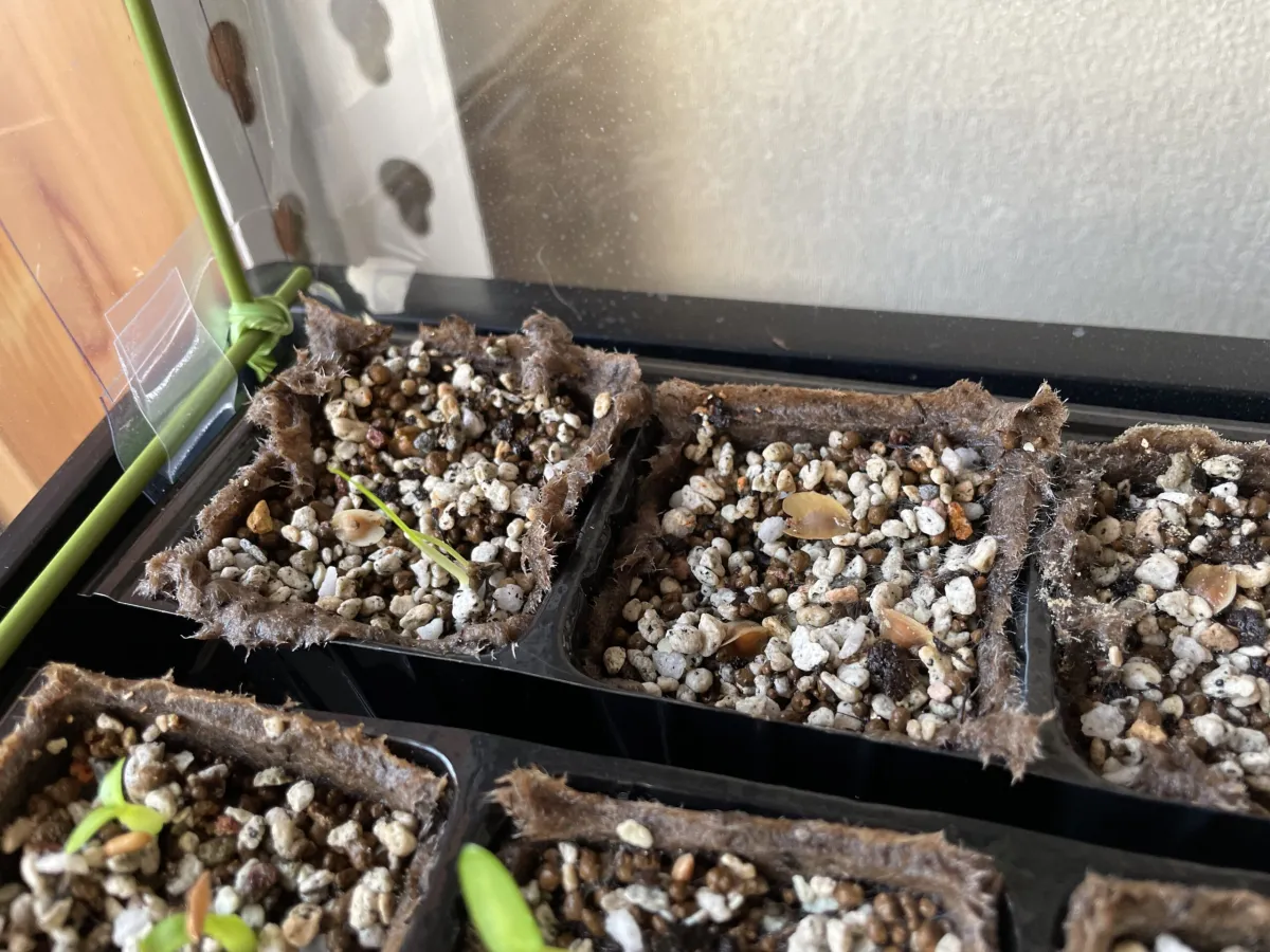 Dasylirion longissimum var. longissimum (ダシリリオン ロンギシマム)