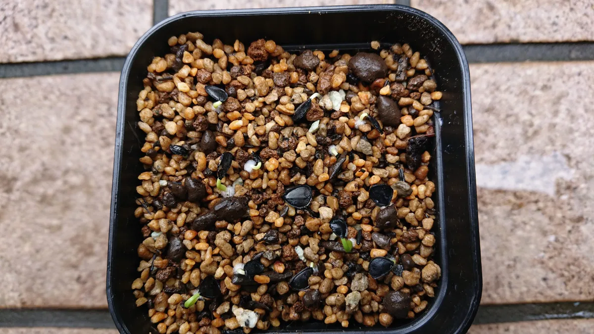 Agave parryi subsp. parryi (アガベ パリー)