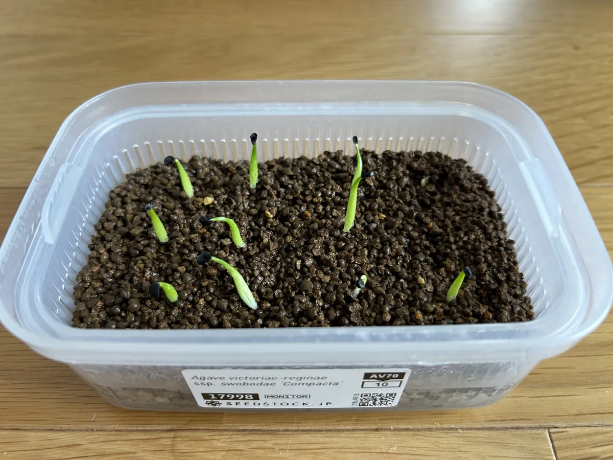 Agave victoriae-reginae Compacta (アガベ ビクトリアレジーナコンパクト)