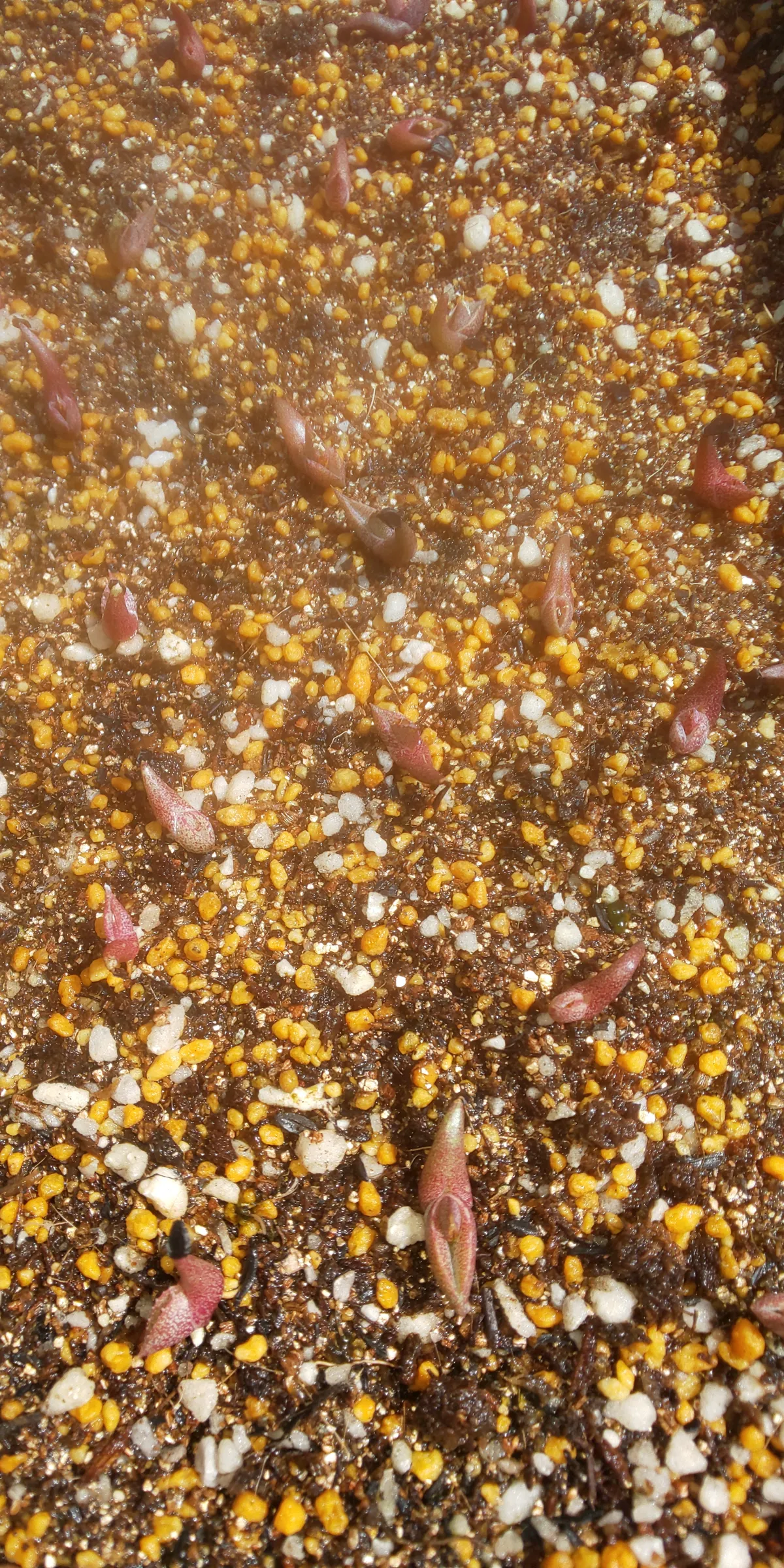 Agave titanota 'Blue' (アガベ チタノタブルー)