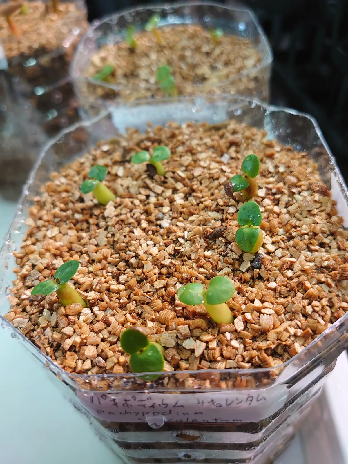 Pachypodium succulentum (パキポディウム サキュレンタム 天馬空)