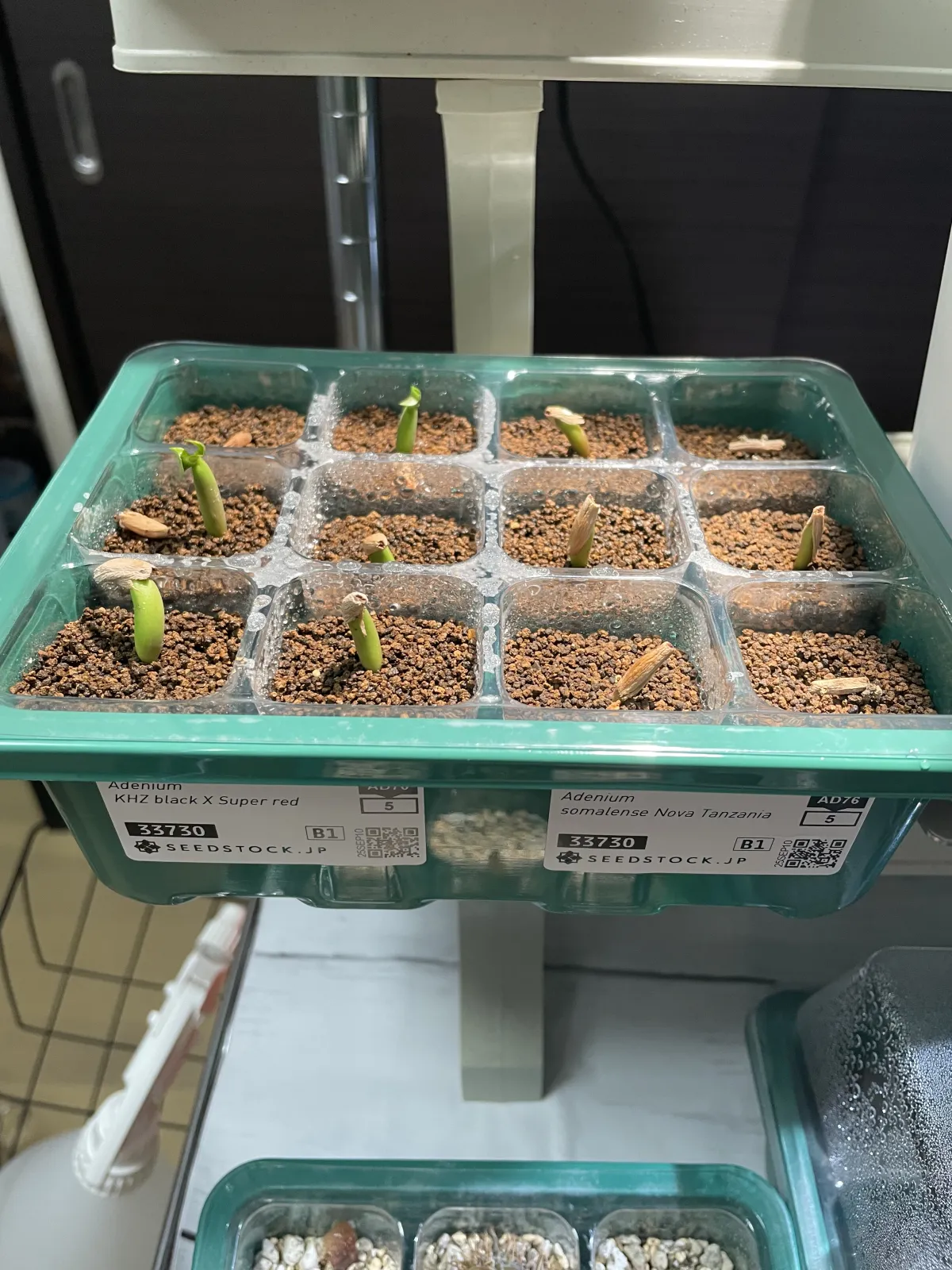 Adenium obesum Super Red (アデニウムブラック)