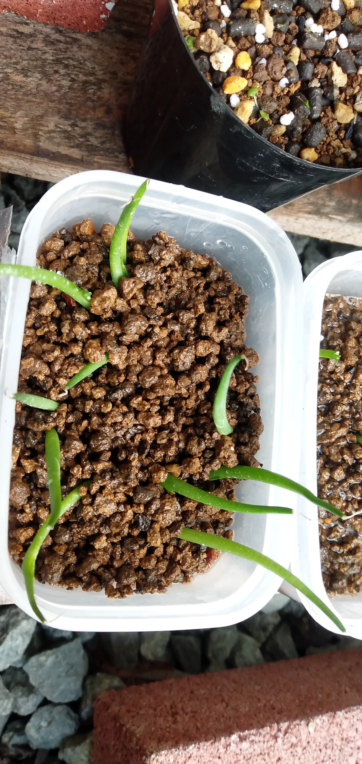 Agave parryi x flexispina (アガベ パリー x フレキシスピナ)