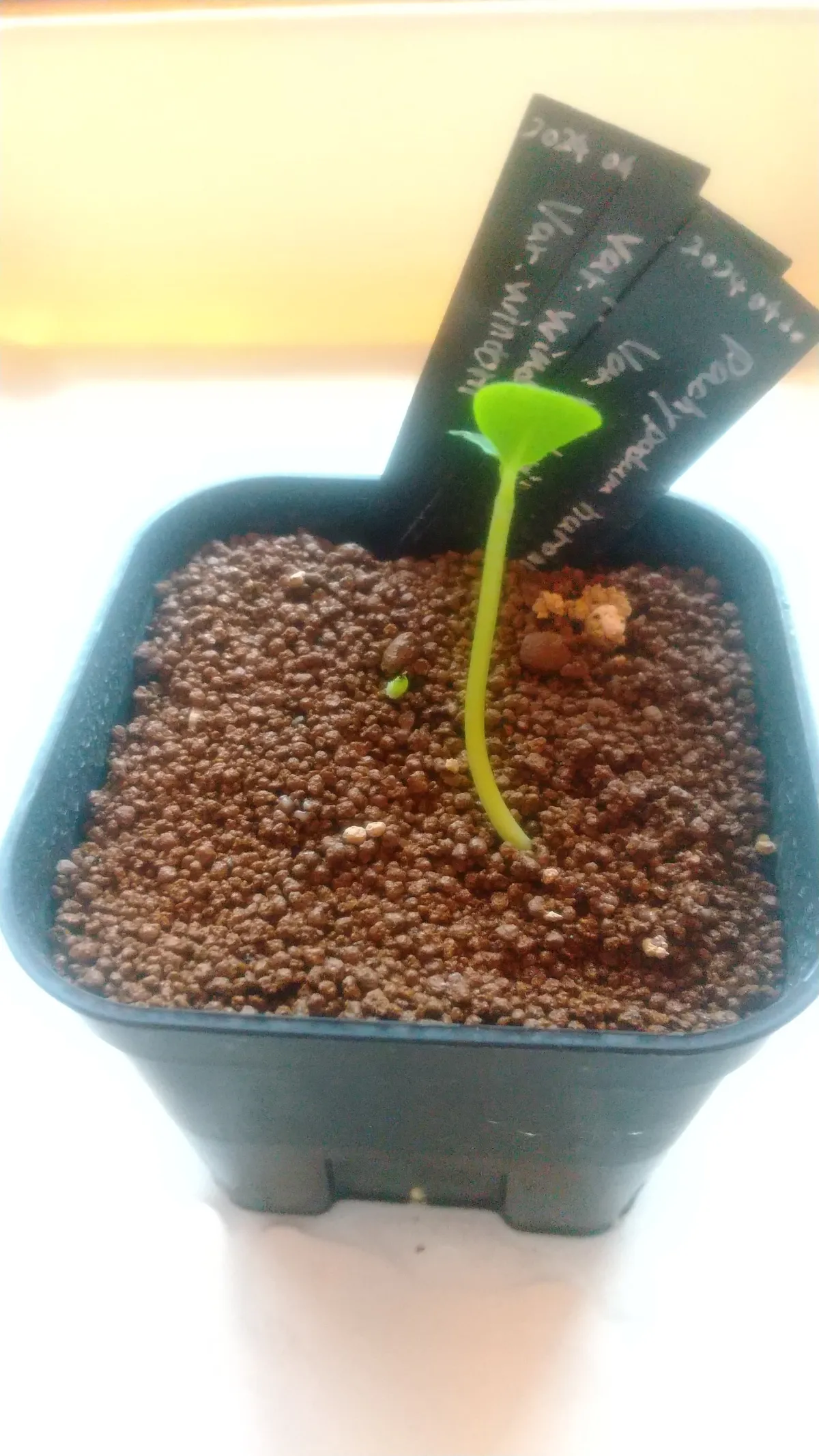 Pachypodium windsorii (パキポディウム ウィンゾリー)