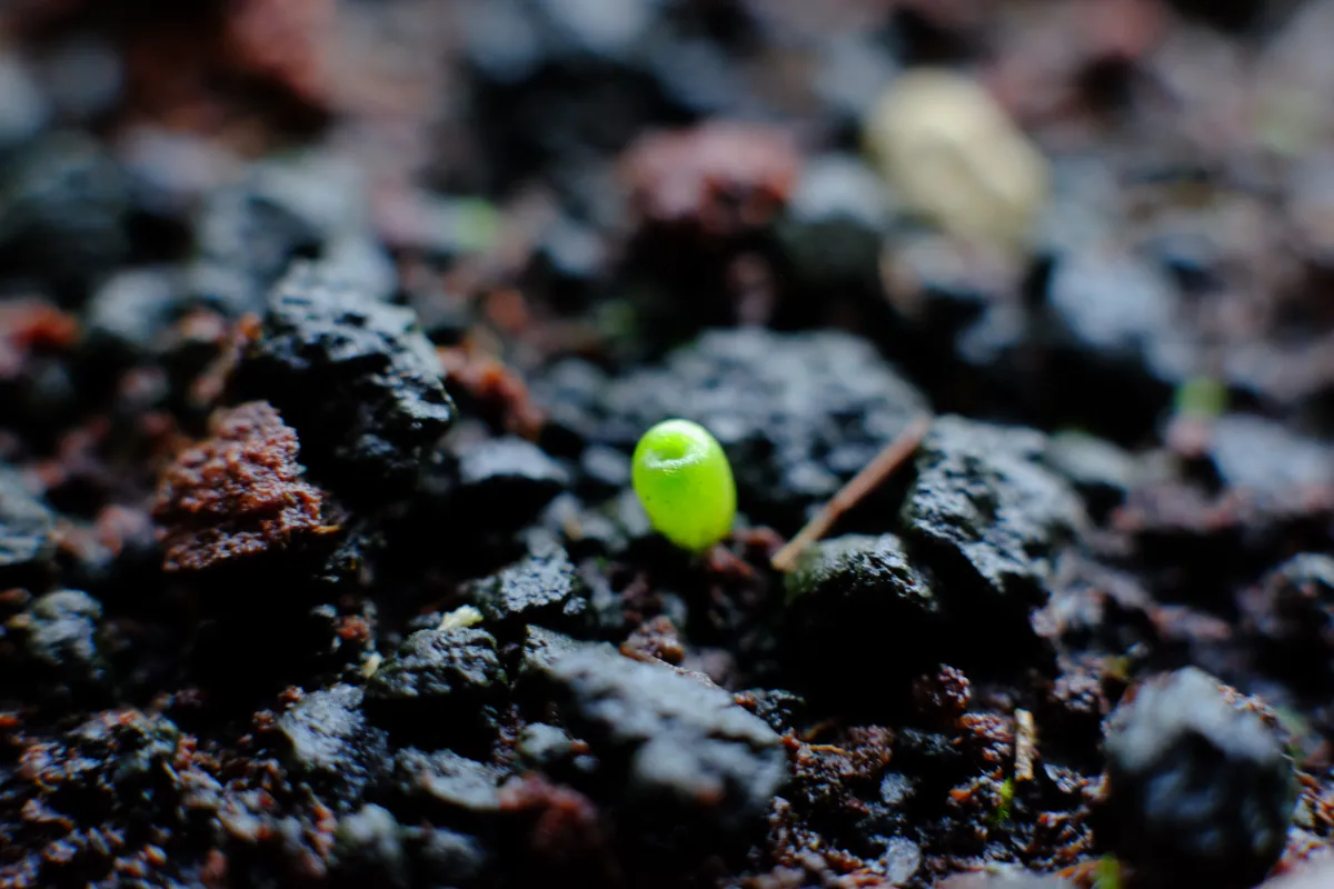 Aztekium hintonii (アズテキウム ヒントニー)