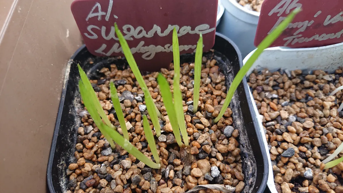 Aloe suzannae (アロエ スザンナエ)