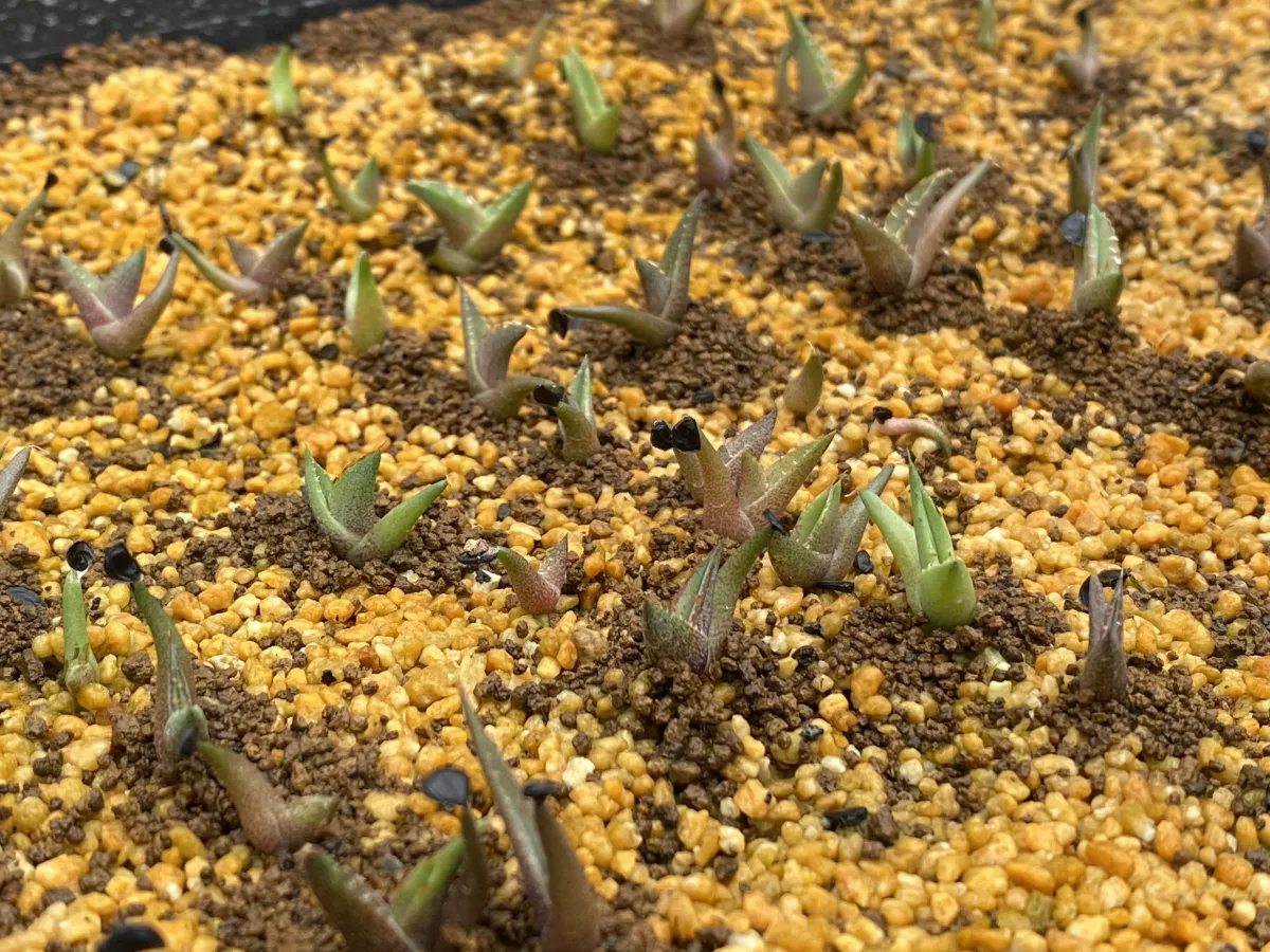 Agave titanota 'Blue' (アガベ チタノタブルー)