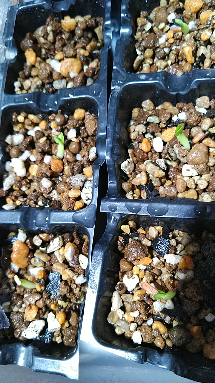 Pachypodium enigmaticum (パキポディウム エニグマチカム)