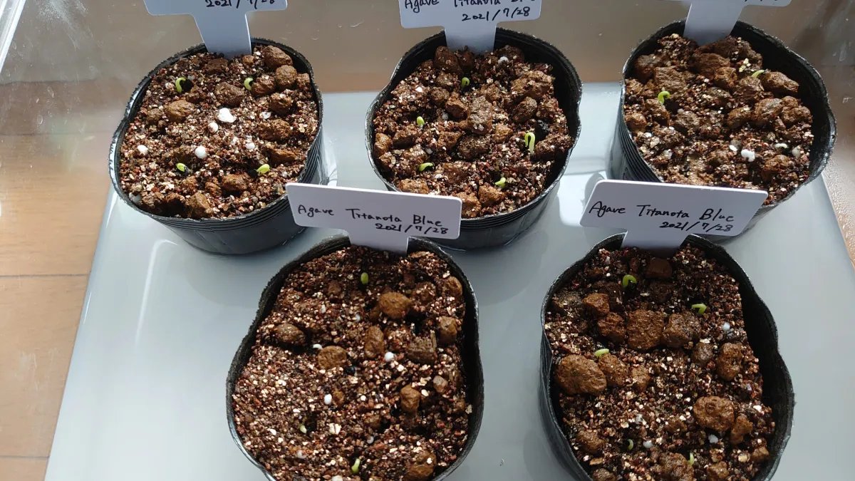 Agave titanota 'Blue' (アガベ チタノタブルー)