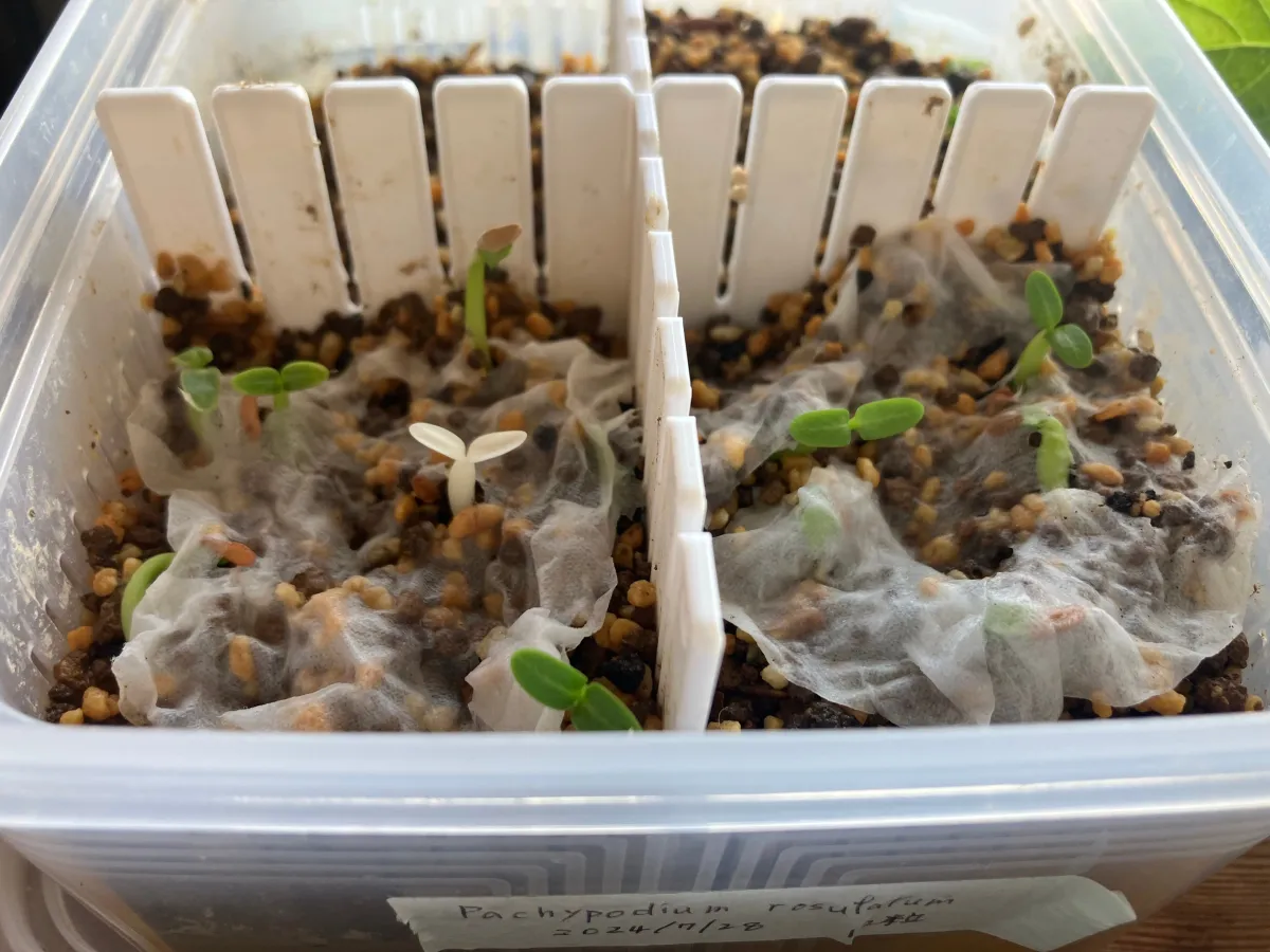 Pachypodium rosulatum (パキポディウム ロスラーツム)