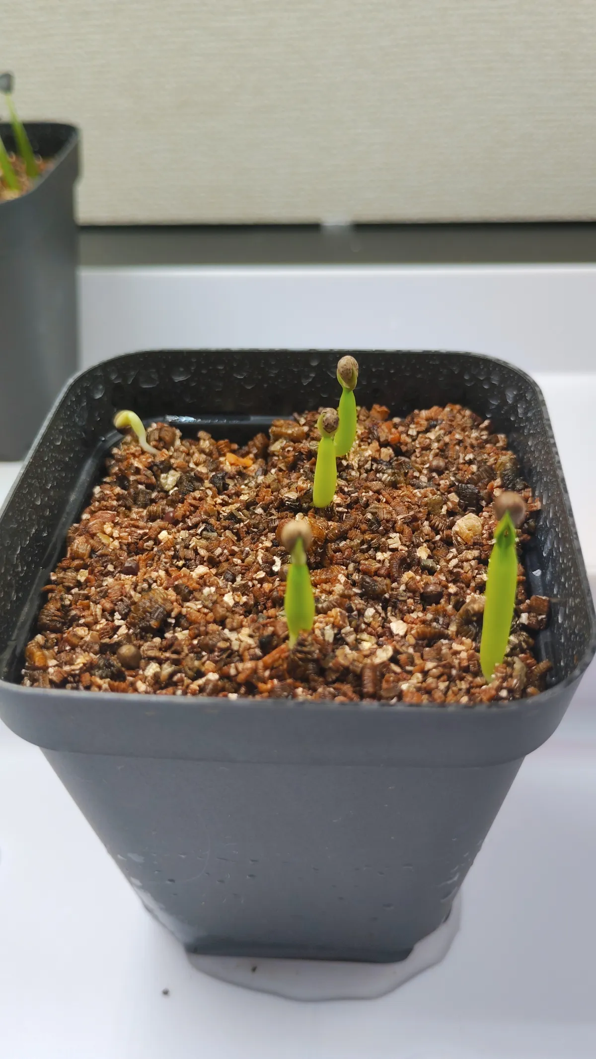 Euphorbia horrida var. norveldensis (ユーフォルビア ホリダ ノーベルデンシス)