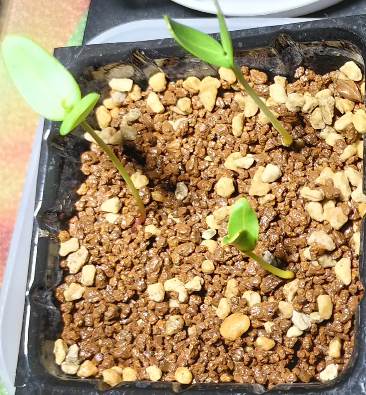 Senna meridionalis (センナ メリディオナリス)