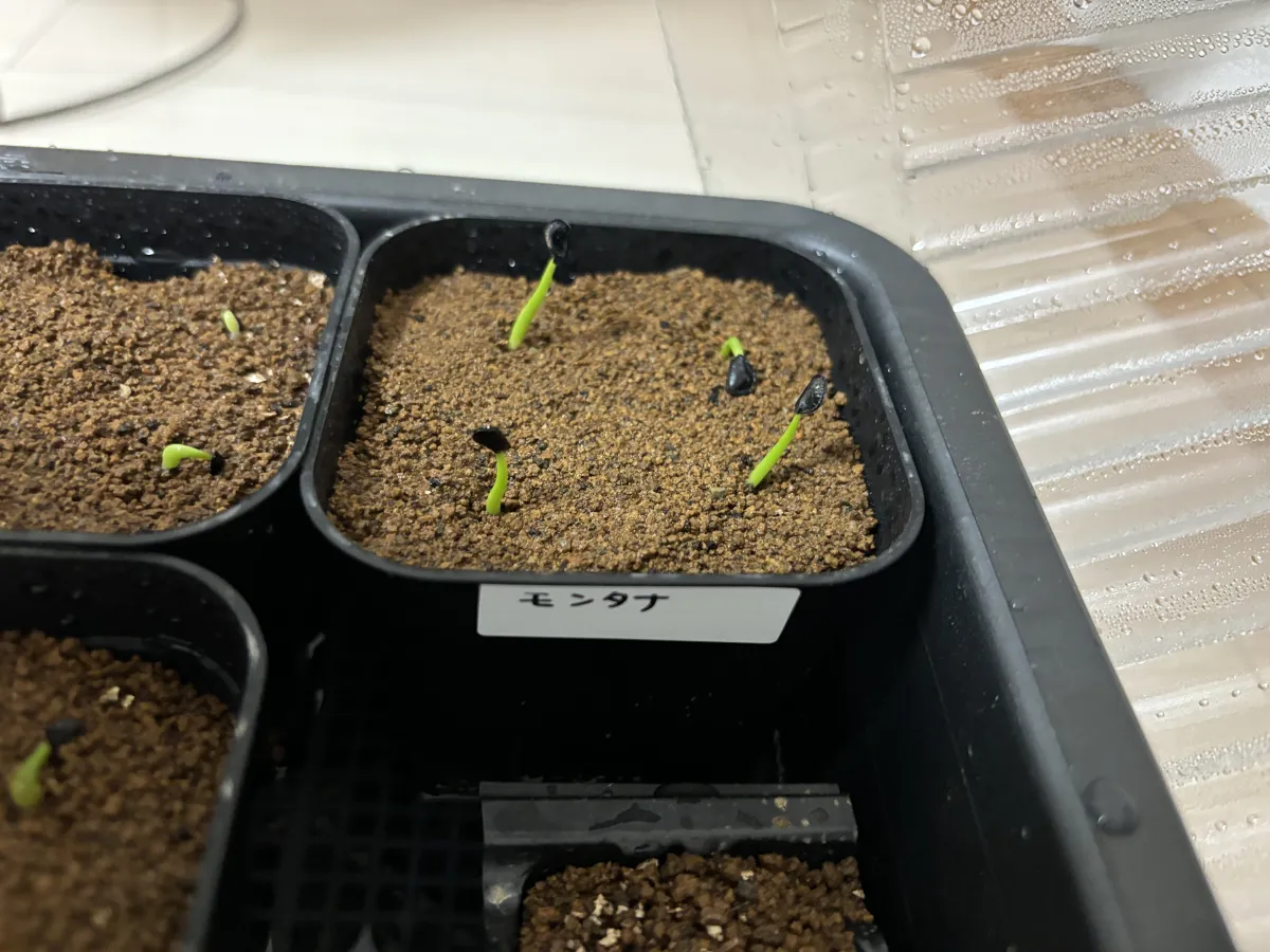 Agave montana (アガベ モンタナ)