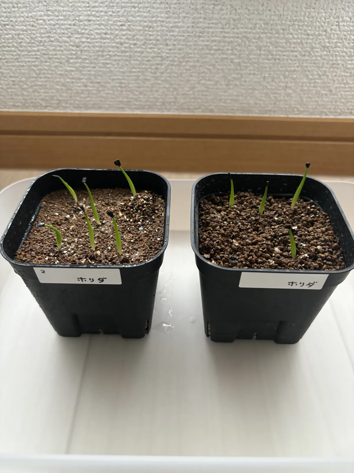 Agave horrida ssp. horrida (アガベ ホリダ)