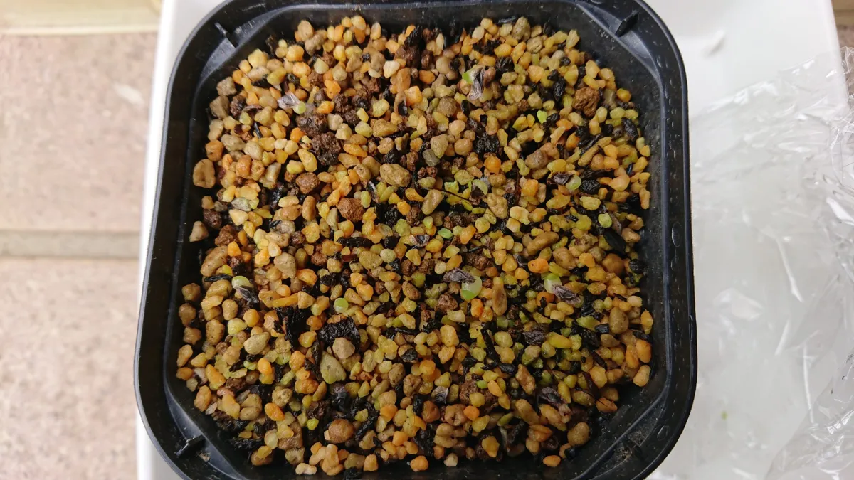 Aloe broomii (アロエ ブルーミー)