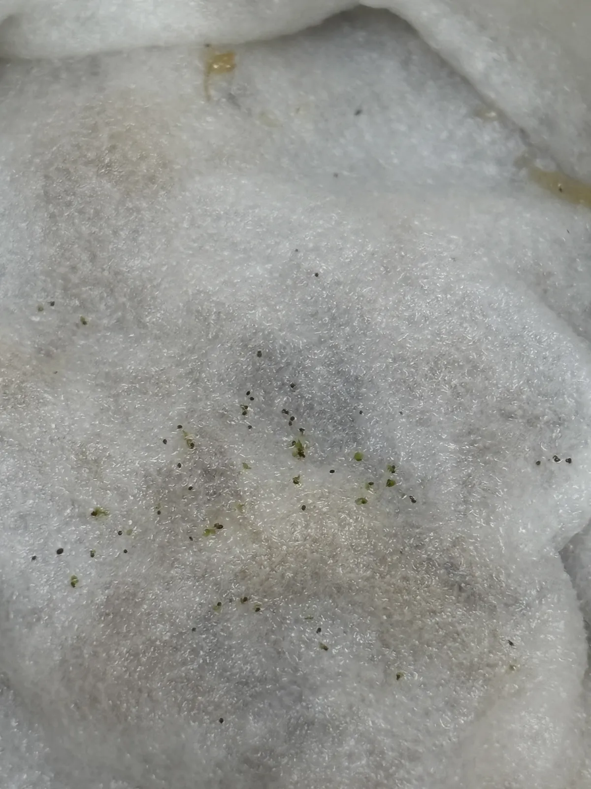 Begonia pengchingii (ベゴニア ペングチンギー)