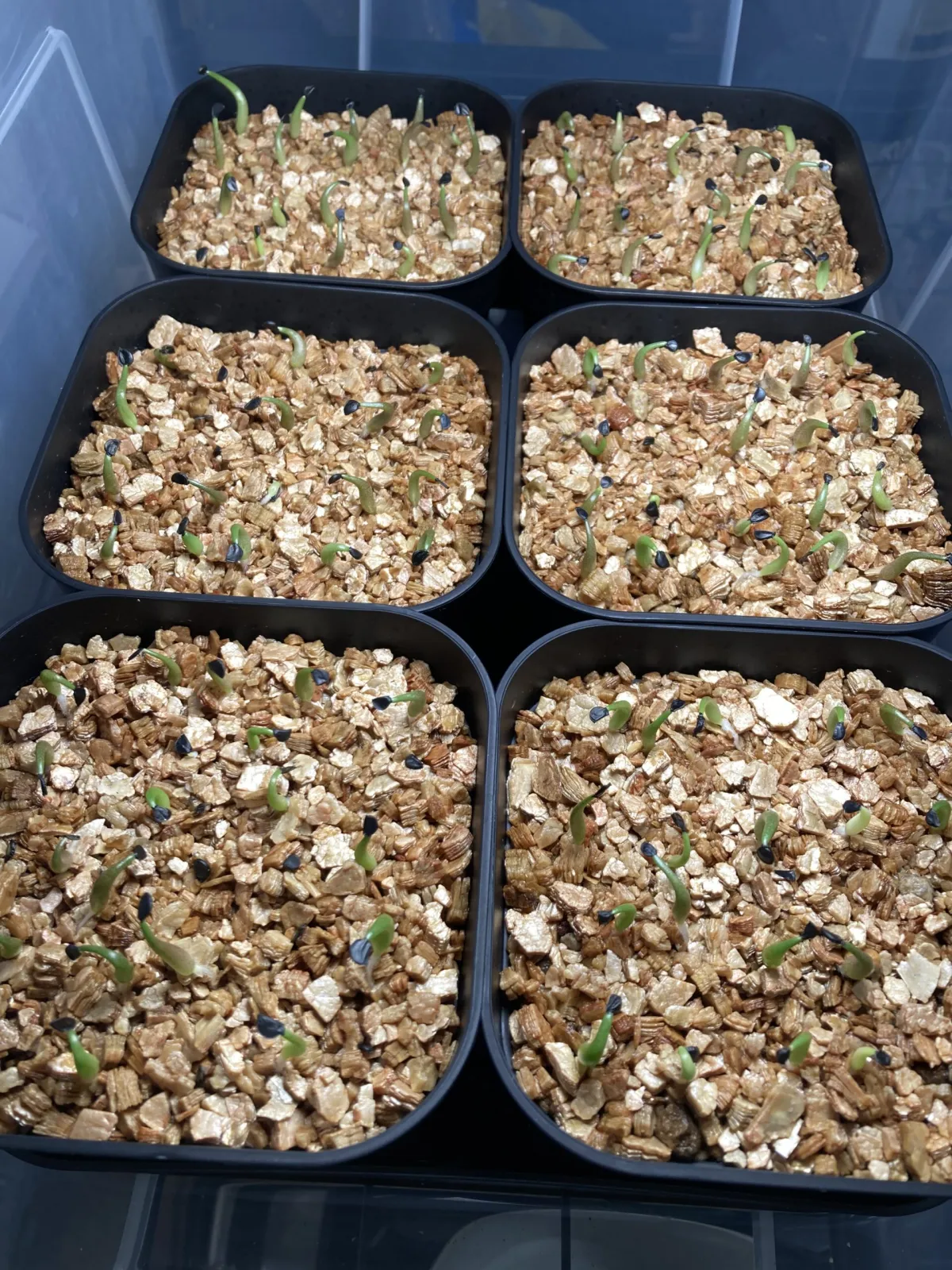 Agave oteroi (アガベ オテロイ)