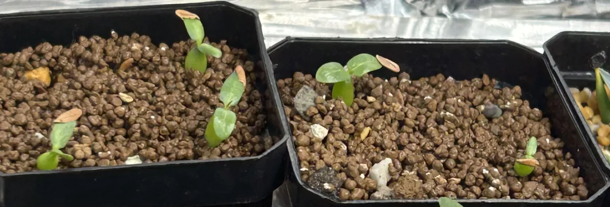 Pachypodium rosulatum var. eburneum (パキポディウム エブレネウム)