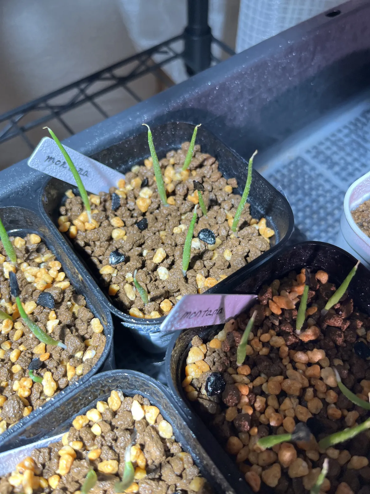 Agave montana (アガベ モンタナ)