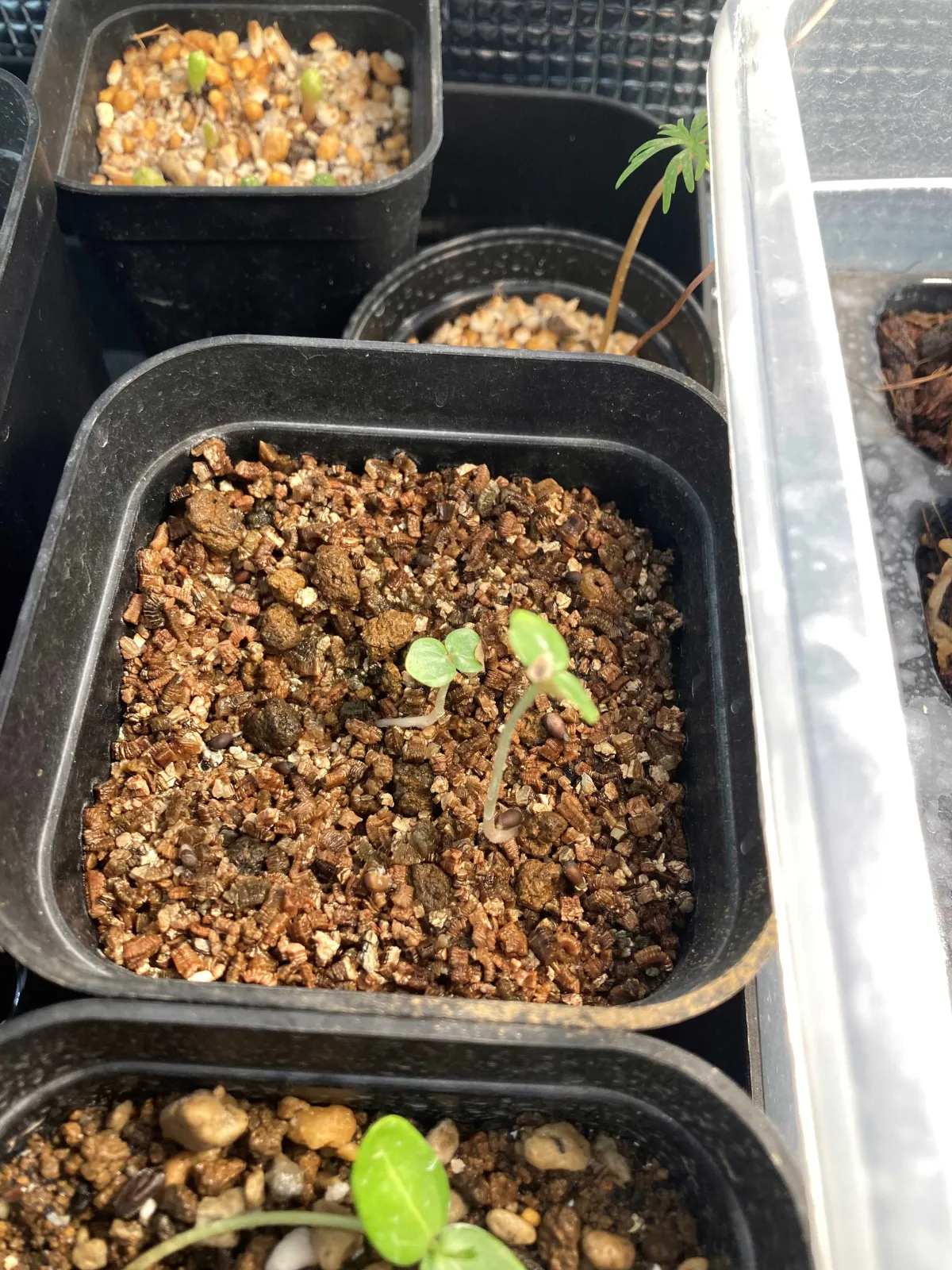 Ochroma pyramidale (オクロマ ピラミデイル)