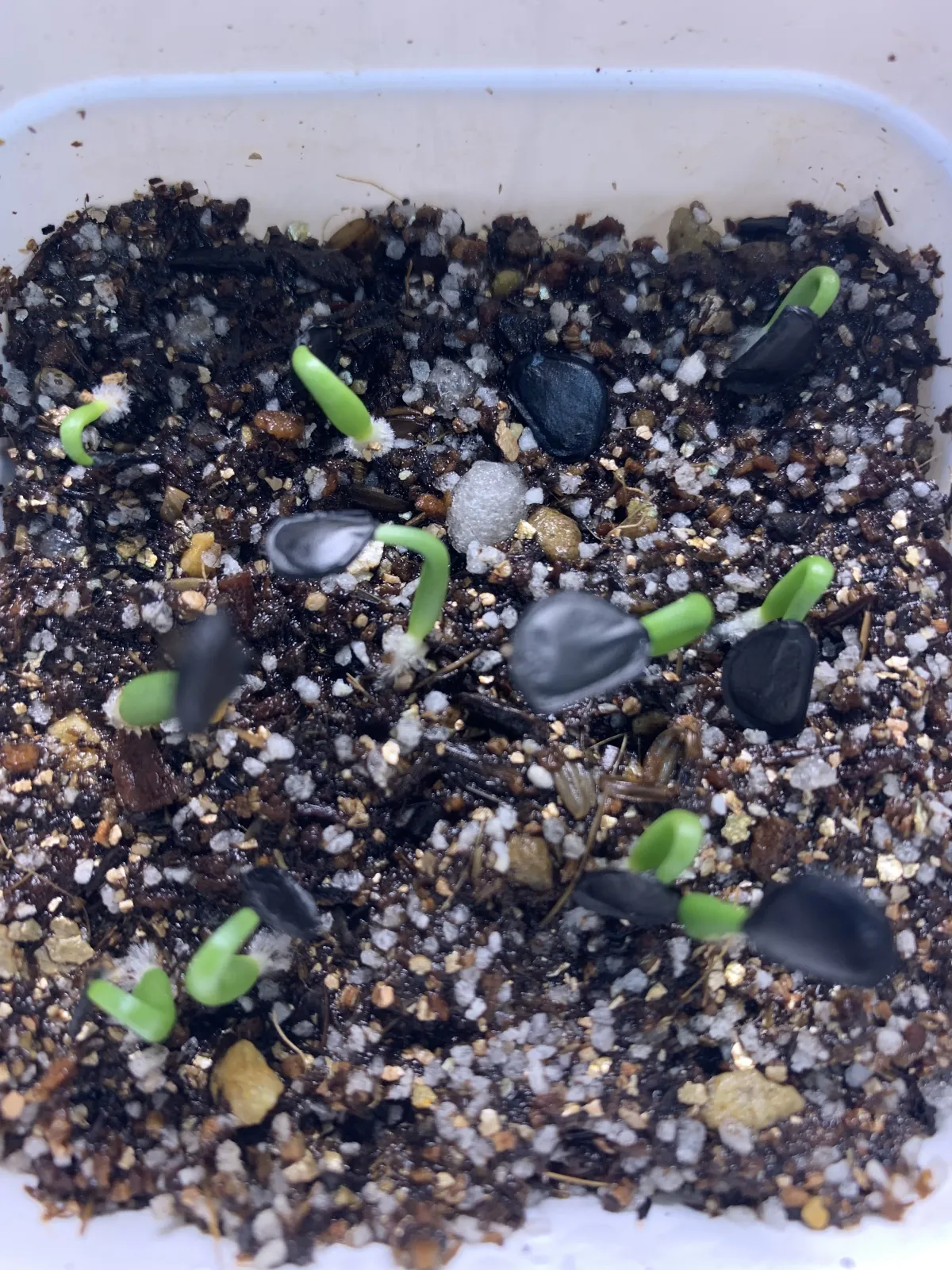 Agave parryi x flexispina (アガベ パリー x フレキシスピナ)