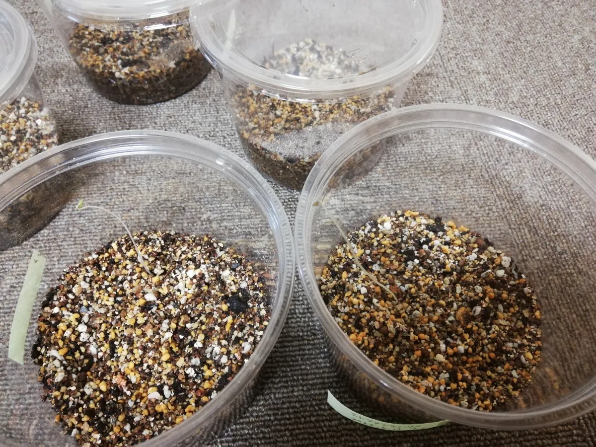 Dioscorea elephantipes (ディオスコレア エレファンティペス2023F)