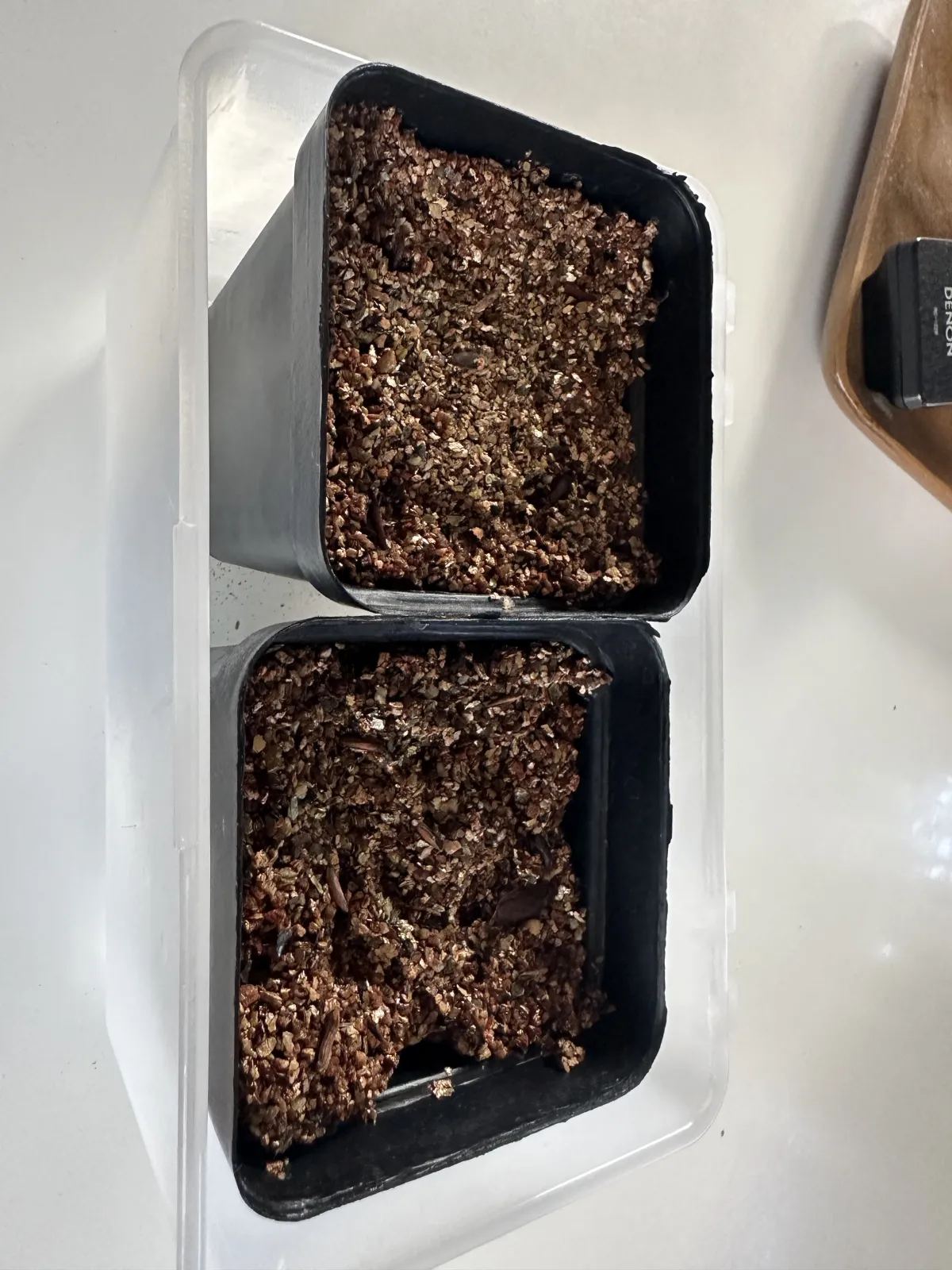 [無料種子] 発芽難 パキポディウム グラキリス　 Pachypodium rosulatum var. gracilius