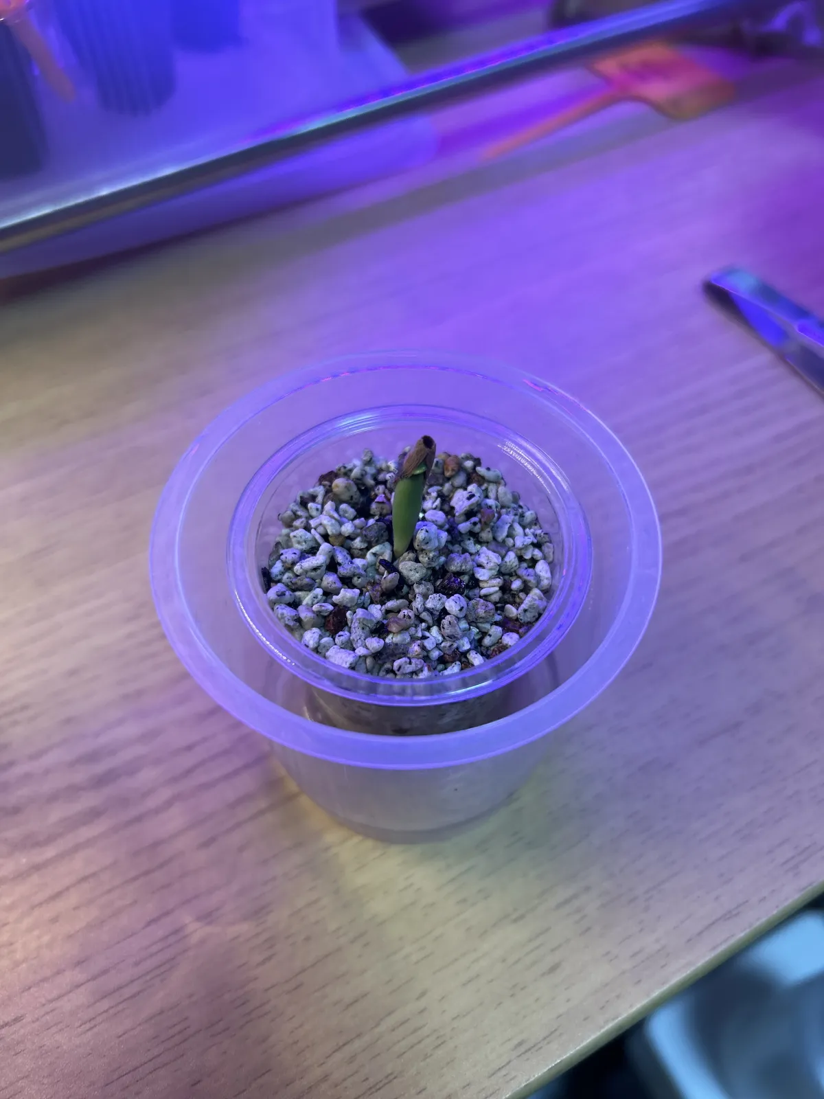 Adenium obesum (アデニウム オベスム)