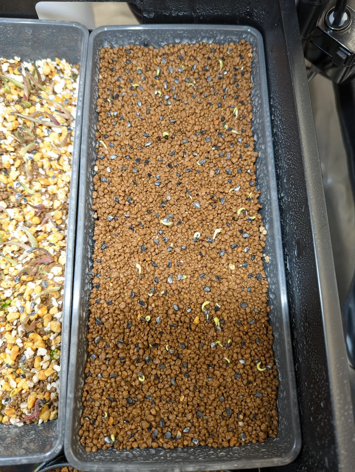 Agave horrida 'Chocolate Thorn' (アガベ ホリダ チョコレートソーン)