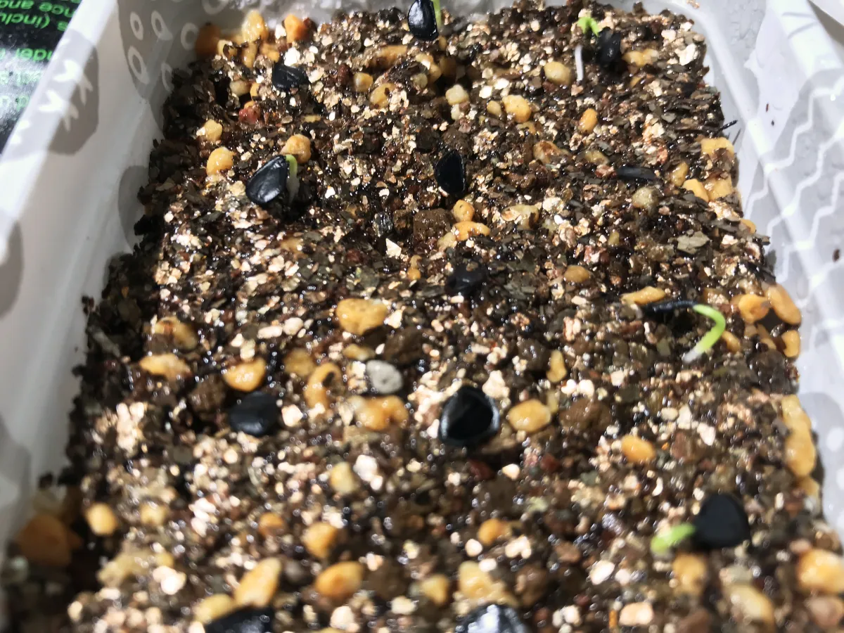 Agave potatorum Dwarf (アガベ ポタトラムドワーフ)