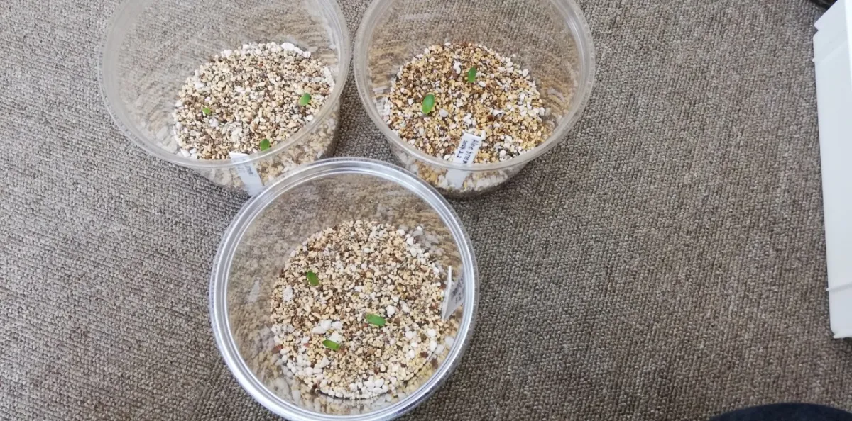 Aloe broomii (アロエ ブルーミー)