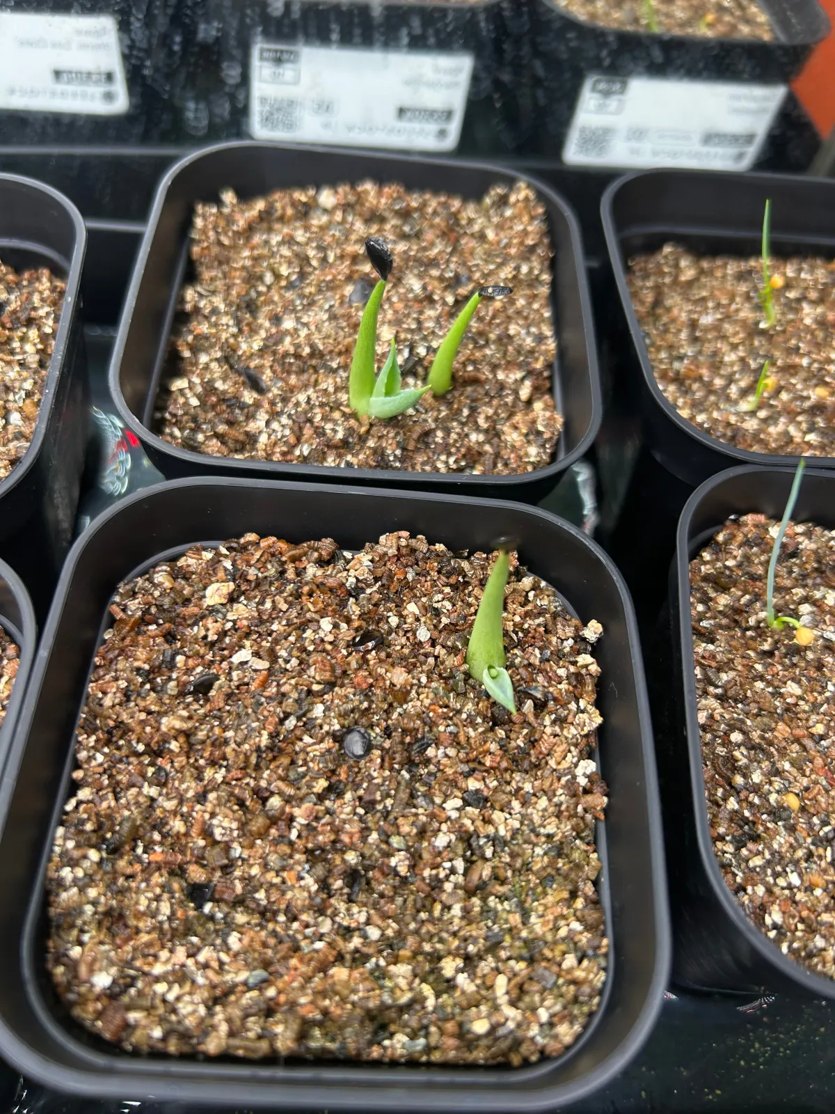 Agave margaritae (アガベ マルガリータ)